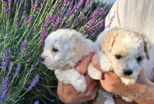 Photo №2 de l'annonce № 20358 de la vente bichon bolonais - acheter à République Tchèque éleveur