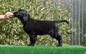 Photo №3. Chiots pour retriever aux cheveux raides. Fédération de Russie