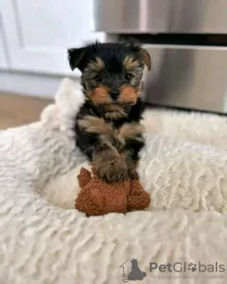 Photo №1. yorkshire terrier - à vendre en ville de Skövde | 380€ | Annonce №125804