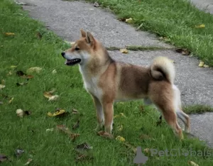 Photos supplémentaires: Chiots Shiba Inu