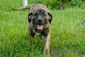 Photos supplémentaires: Dogue Canario - Chiots Presa Canario