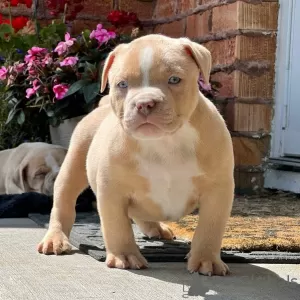 Photo №1. american bully - à vendre en ville de Oslo | 700€ | Annonce №105827