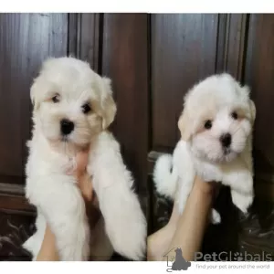 Photo №1. bichon maltais - à vendre en ville de Амстердам | négocié | Annonce №44020