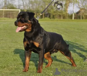 Photo №2 de l'annonce № 95989 de la vente rottweiler - acheter à Serbie 