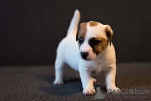 Photo №3. Chiot Jack Russell Terrier. Biélorussie