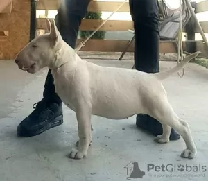 Photos supplémentaires: Chiots bull terrier standards