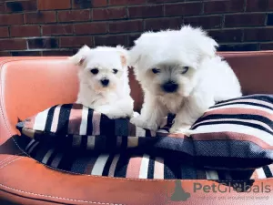 Photo №1. bichon maltais - à vendre en ville de Potsdam | Gratuit | Annonce №105445