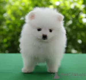 Photos supplémentaires: Chiots Poméranie à vendre