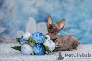 Photo №4. Je vais vendre sphynx en ville de Москва. de la fourrière - prix - négocié