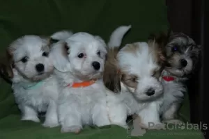 Photos supplémentaires: Chiots bichon havanais