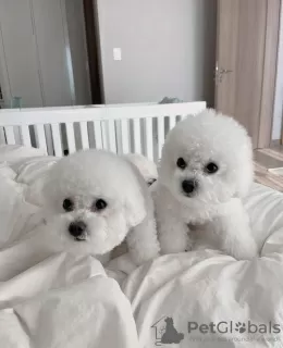 Photo №1. bichon à poil frisé - à vendre en ville de Seydisfjordur | négocié | Annonce №116775