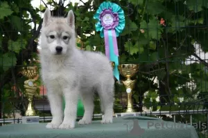 Photos supplémentaires: Husky sibérien