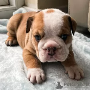 Photo №1. bulldog anglais - à vendre en ville de Leszno | 450€ | Annonce №10198