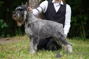 Photo №1. schnauzer moyen - à vendre en ville de Korolev | 493€ | Annonce №99533