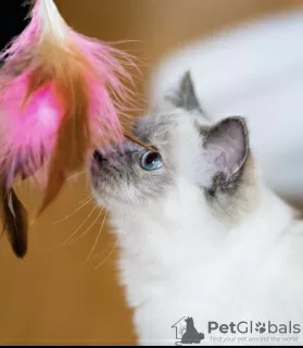 Photo №1. ragdoll - à vendre en ville de Гамбург | 350€ | Annonce № 101789