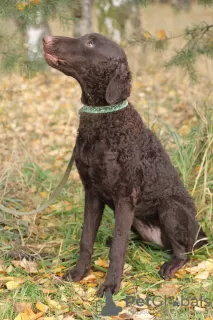 Photo №2 de l'annonce № 43429 de la vente retriever à poil bouclé - acheter à Fédération de Russie annonce privée