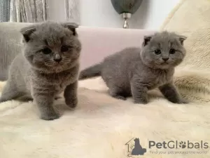 Photo №1. british shorthair - à vendre en ville de Würzburg | 350€ | Annonce № 103789