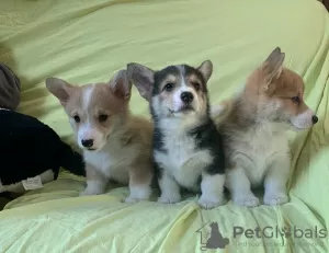 Photo №1. welsh corgi - à vendre en ville de Berlin | 150€ | Annonce №129387