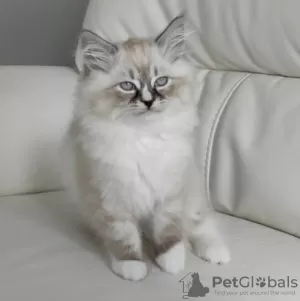 Photo №1. ragdoll - à vendre en ville de Berlin | Gratuit | Annonce № 126801