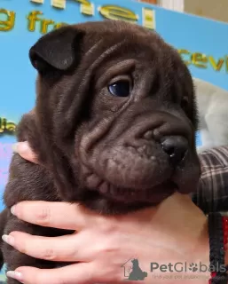 Photos supplémentaires: chiots shar pei