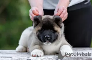 Photo №1. akita américain - à vendre en ville de Москва | négocié | Annonce №121052