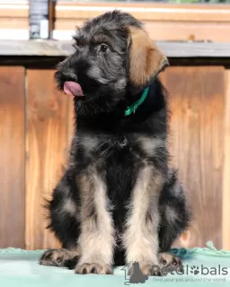 Photos supplémentaires: Schnauzer géant poivre et sel, chiots