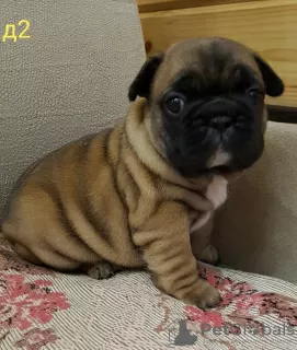 Photos supplémentaires: chiots bouledogues français