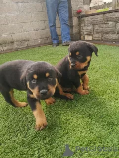 Photo №1. rottweiler - à vendre en ville de Йонава | 340€ | Annonce №37087