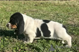 Photo №2 de l'annonce № 110080 de la vente basset hound - acheter à USA 