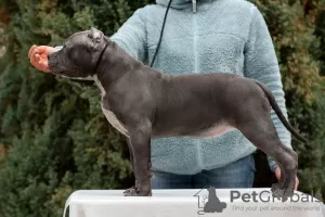 Photo №1. american bully - à vendre en ville de Krasnodar | négocié | Annonce №87117