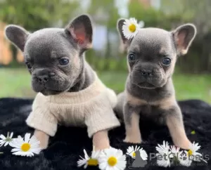 Photos supplémentaires: Bouledogue français bleu