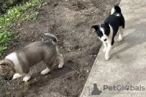 Photos supplémentaires: Chiots croisés Laika de Sibérie occidentale