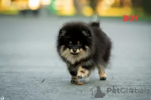 Photos supplémentaires: chiots poméraniens