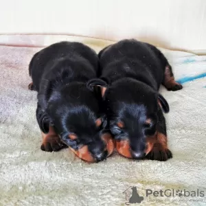 Photo №1. pinscher miniature - à vendre en ville de Sébastopol | négocié | Annonce №9650