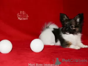 Photo №3. Papillon chiot garçon - Marie Ross Immanuel. Fédération de Russie