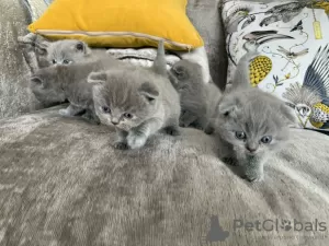 Photo №1. scottish fold - à vendre en ville de Wetteren | Gratuit | Annonce № 128866