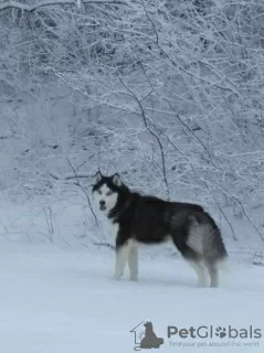 Photos supplémentaires: Chiots Husky