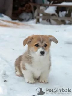 Photos supplémentaires: Chiots Pembroke Welsh Corgi