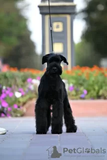 Photo №4. Je vais vendre schnauzer géant en ville de Molodechno. de la fourrière - prix - 857€