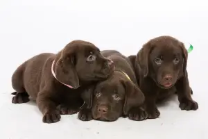 Photo №3. Labrador fille de chocolat au chocolat RKF. Pour réservation.. Fédération de Russie