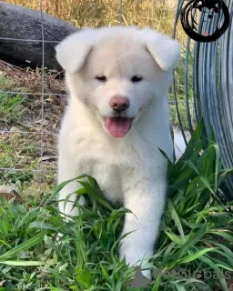 Photo №1. malamute de l'alaska - à vendre en ville de Helsinki | 400€ | Annonce №56470