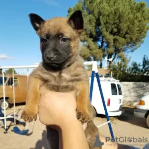 Photo №3. Chiots Malinois belges disponibles. Allemagne