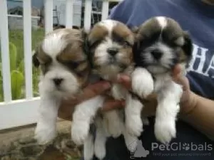 Photo №1. shih tzu - à vendre en ville de Galtby | négocié | Annonce №55334