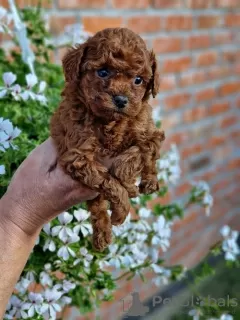 Photo №1. caniche (jouet) - à vendre en ville de Нови Сад | négocié | Annonce №120644