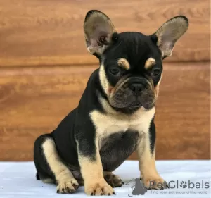 Photos supplémentaires: chiots bouledogue français