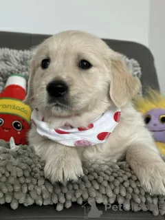 Photo №4. Je vais vendre golden retriever en ville de Olsza. éleveur - prix - 382€