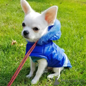 Photo №1. chihuahua - à vendre en ville de Berlin | Gratuit | Annonce №17025