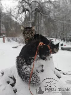 Photo №4. Je vais vendre maine coon en ville de Kamenskoe. de la fourrière, éleveur - prix - 672€