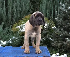 Photo №3. Chiots Mastiff Anglais. Ukraine