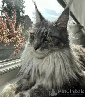 Photo №4. Je vais vendre maine coon en ville de Laredo. annonce privée - prix - 284€